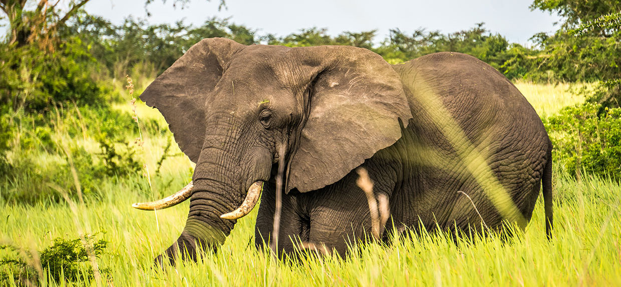 Elephant Image 2