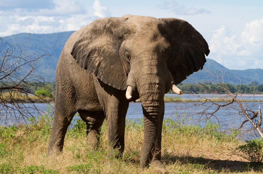 Elephant Image 3
