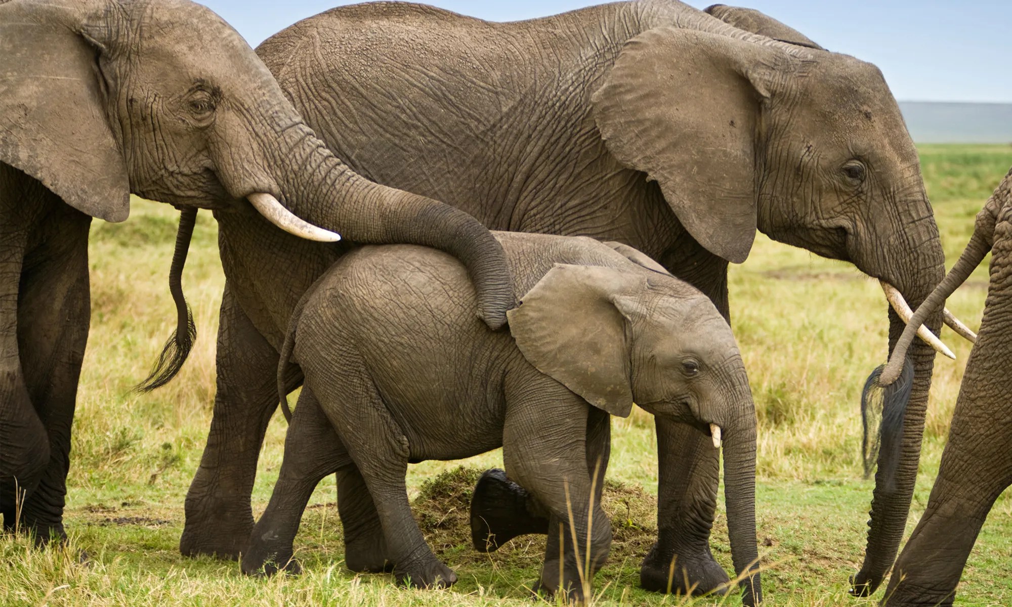 Elephant Image 1